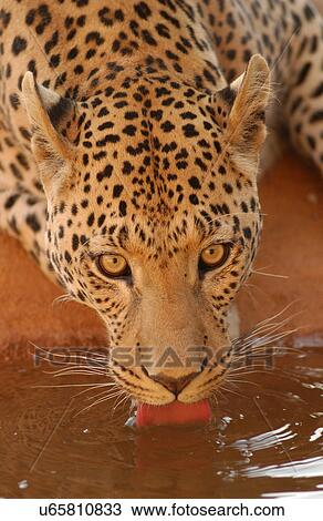 Stock Image - Leopard. Fotosearch