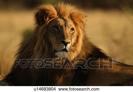 Picture - Lions. Fotosearch