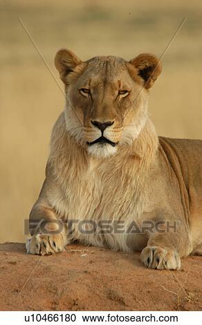 Stock Image - Lions. Fotosearch