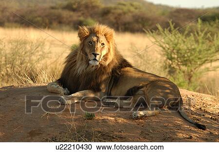 Lions View Large Photo Image Stock Image - Lions. Fotosearch