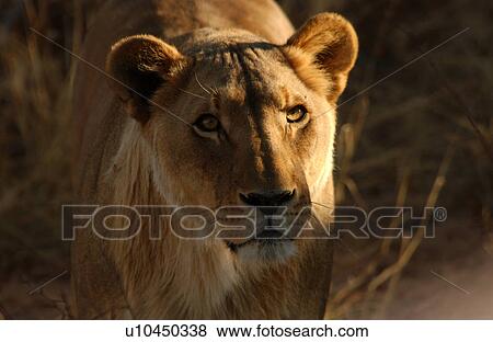 Lions View Large Photo Image Stock Photo - Lions. Fotosearch