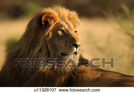 Lions View Large Photo Image Stock Photo - Lions. Fotosearch
