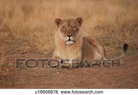 Lions View Large Photo Image Stock Photo - Lions. Fotosearch