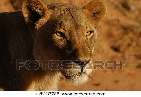 Lions View Large Photo Image Stock Photo - Lions. Fotosearch