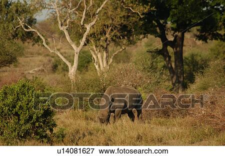 Stock Photo - White Rhino. Fotosearch