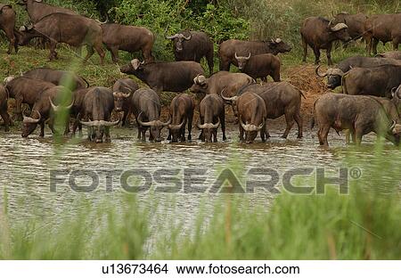 African Buffalo View Large Photo Image Picture - African Buffalo. Fotosearch
