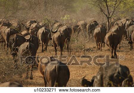Stock Image - African Buffalo. Fotosearch