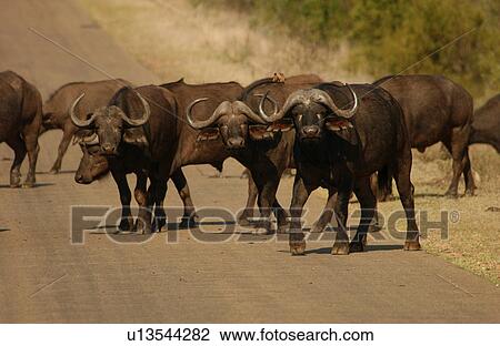Stock Image - African Buffalo. Fotosearch