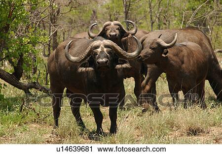 Stock Image - African Buffalo. Fotosearch