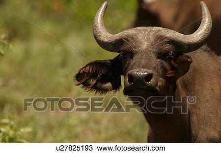 African Buffalo View Large Photo Image Stock Image - African Buffalo. Fotosearch