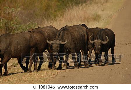 Stock Photography - African Buffalo. Fotosearch