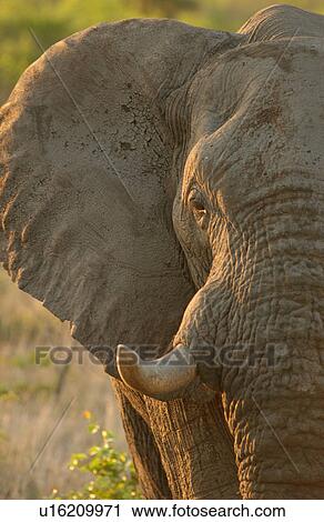 African Elephant View Large Photo Image Stock Image - African Elephant. Fotosearch