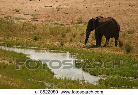 Stock Image - African Elephant. Fotosearch