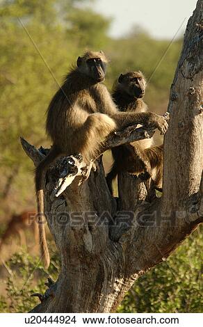 Baboons View Large Photo Image Picture - Baboons. Fotosearch