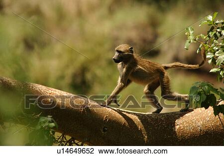Stock Image - Baboons. Fotosearch