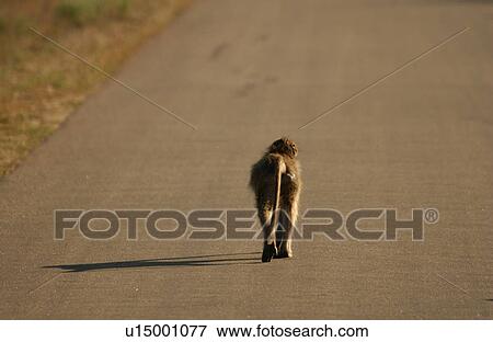 Stock Photo - Baboons. Fotosearch