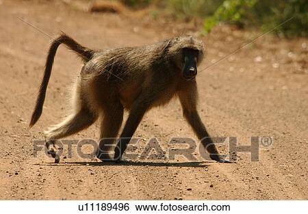 Baboons View Large Photo Image Stock Photograph - Baboons. Fotosearch