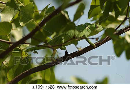 Stock Photo - Chameleon - Africa. Fotosearch
