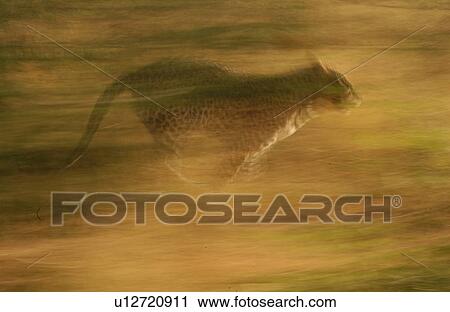 Stock Image - Cheetah - Nambia Africa. Fotosearch