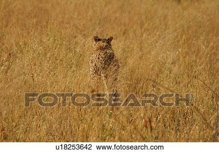 Cheetah - Nambia Africa View Large Photo Image Stock Image - Cheetah - Nambia Africa. Fotosearch