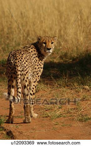 Stock Photo - Cheetah - Nambia Africa. Fotosearch