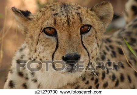 Stock Image - Cheetah. Fotosearch