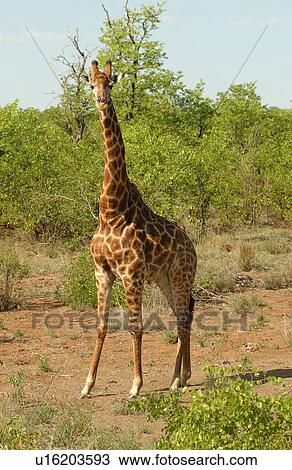 Stock Image - Giraffe. Fotosearch