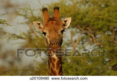 Stock Image - Giraffe. Fotosearch