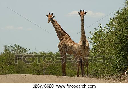 Giraffe View Large Photo Image Stock Image - Giraffe. Fotosearch