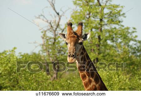 Stock Photo - Giraffe. Fotosearch