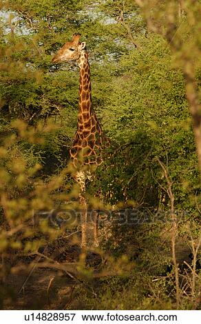 Stock Photo - Giraffe. Fotosearch