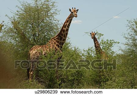 Giraffe View Large Photo Image Stock Photo - Giraffe. Fotosearch