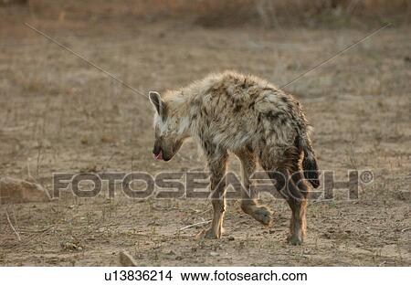 Hyaena - Africa View Large Photo Image Picture - Hyaena - Africa. Fotosearch