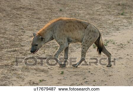 Stock Photo - Hyaena - Africa. Fotosearch