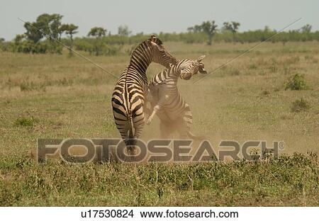 Picture - Kruger National Park, South Africa - Zebra. Fotosearch