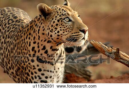 Leopard View Large Photo Image Stock Image - Leopard. Fotosearch