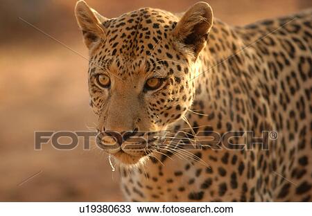 Leopard View Large Photo Image Stock Image - Leopard. Fotosearch