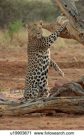 Leopard View Large Photo Image Stock Image - Leopard. Fotosearch