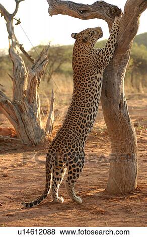 Stock Photo - Leopard. Fotosearch