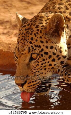 Leopard View Large Photo Image Stock Photography - Leopard. Fotosearch