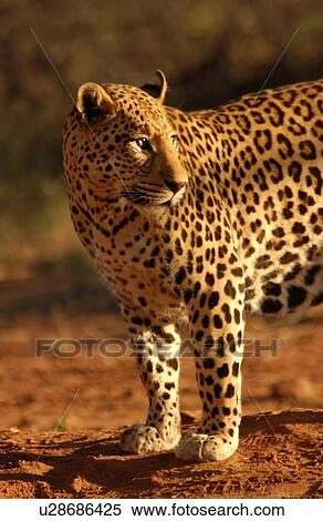 Stock Photography - Leopard. Fotosearch