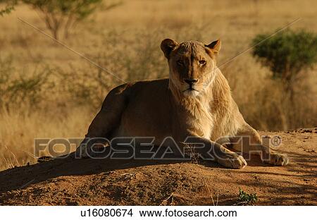 Lions View Large Photo Image Picture - Lions. Fotosearch