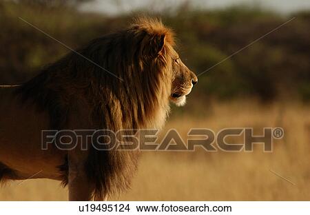 Lions View Large Photo Image Picture - Lions. Fotosearch