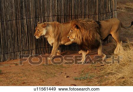 Stock Photo - Lions. Fotosearch