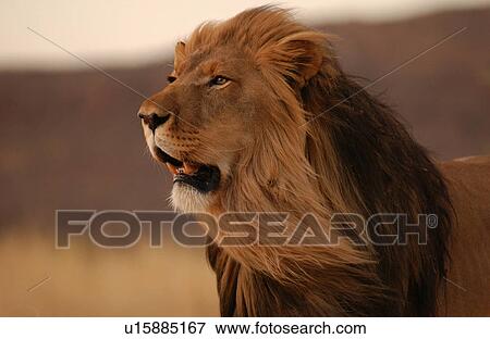 Stock Photo - Lions. Fotosearch