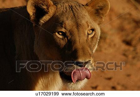 Lions View Large Photo Image Stock Photo - Lions. Fotosearch