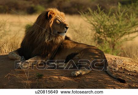 Lions View Large Photo Image Stock Photo - Lions. Fotosearch