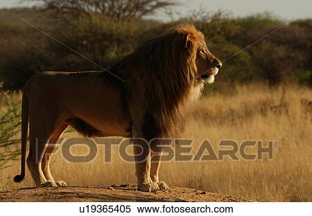 Lions View Large Photo Image Stock Photography - Lions. Fotosearch