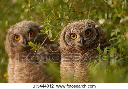 Owls - South Africa View Large Photo Image Stock Image - Owls - South Africa. Fotosearch