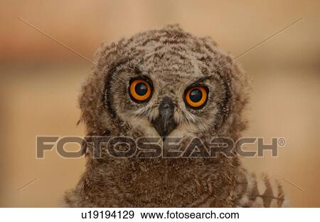Stock Photo - Owls - South Africa. Fotosearch